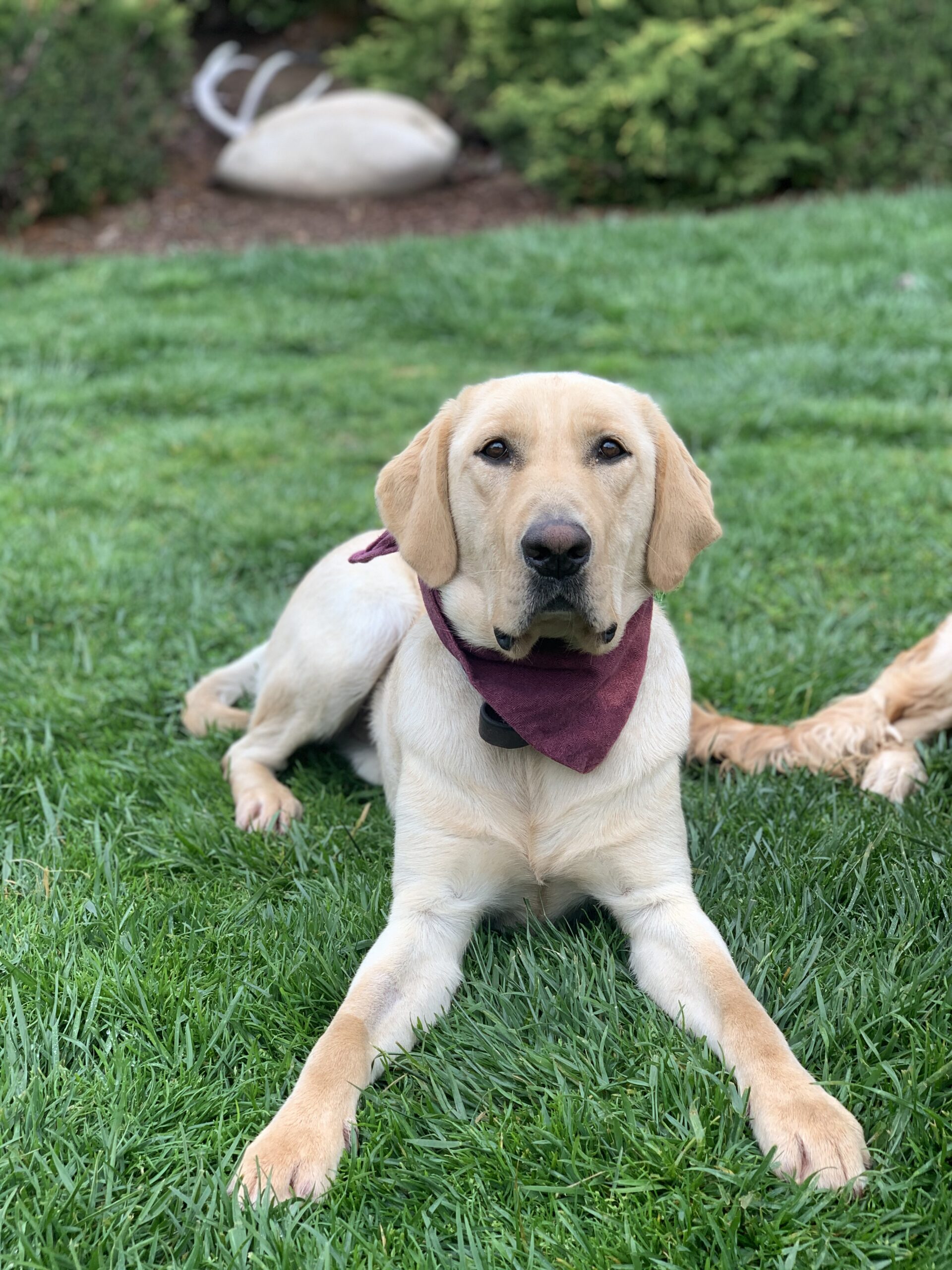 service dogs available near me